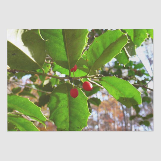 Holly Leaves II Holiday Nature Botanical Tissue Paper (Front)