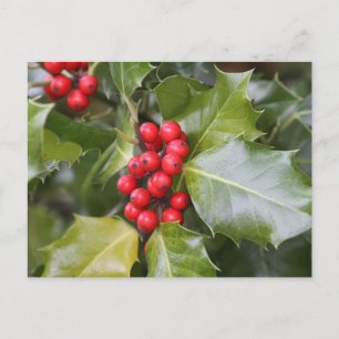 Holly Photo Postcard