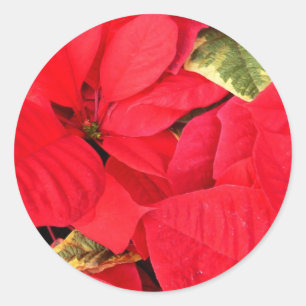 Holly Point Poinsettias Christmas Holiday Floral Classic Round Sticker