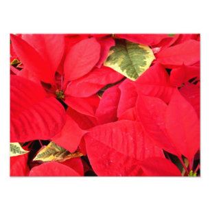 Holly Point Poinsettias Christmas Holiday Floral Photo Print