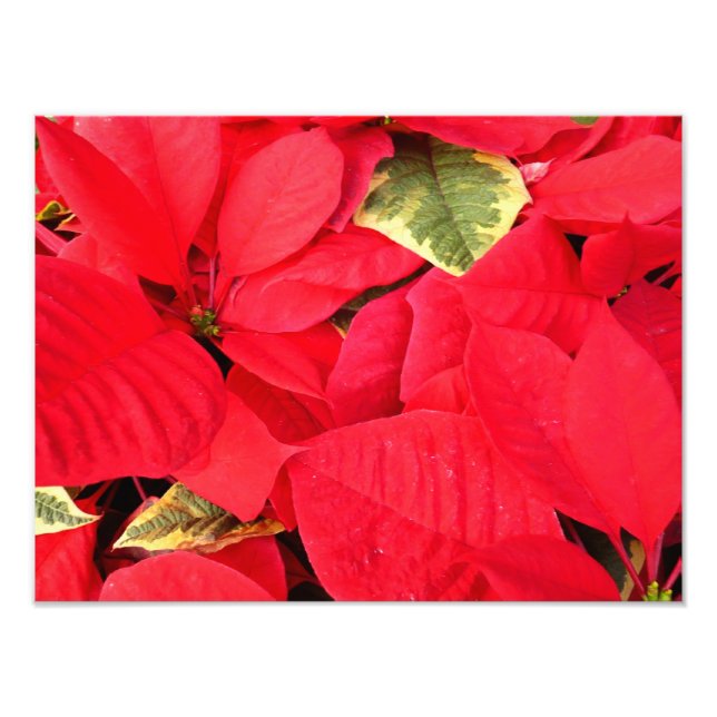 Holly Point Poinsettias Holiday Floral Photo Print (Front)