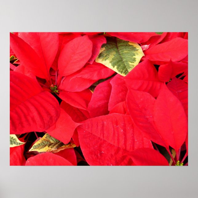Holly Point Poinsettias Holiday Floral Poster (Front)