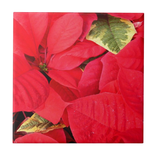 Holly Point Poinsettias Holiday Floral Tile (Front)