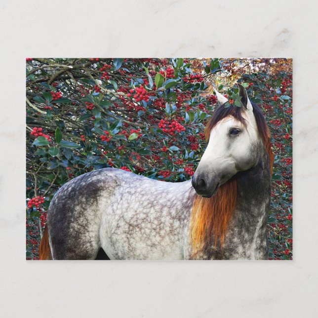 "Holly" Postcard (Front)