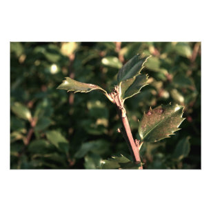 Holly Shrub Photo Print