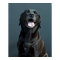 Holly the black Labrador