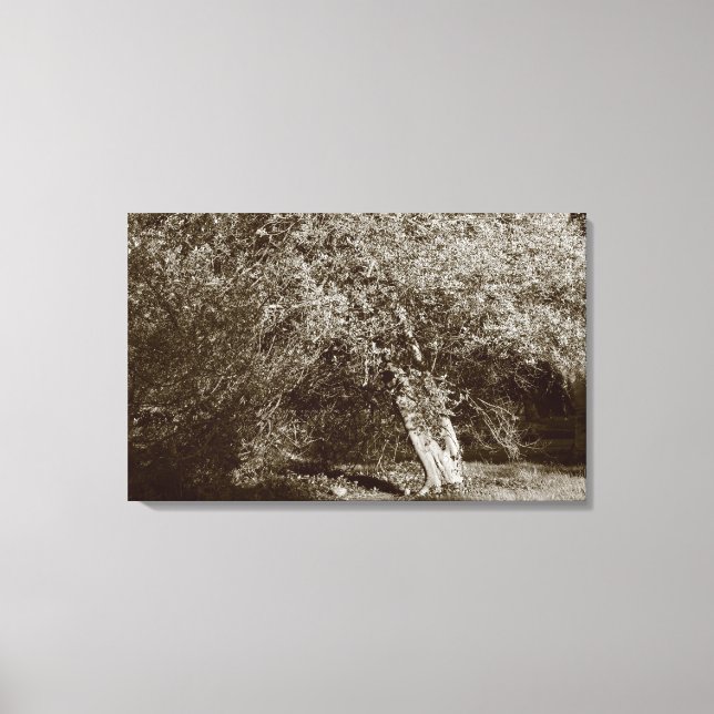 Holly Tree - Sepia Canvas Print (Front)