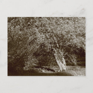 Holly Tree - Sepia Postcard