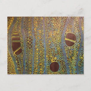 Holly under a microscope - Postcard by Joanne Case