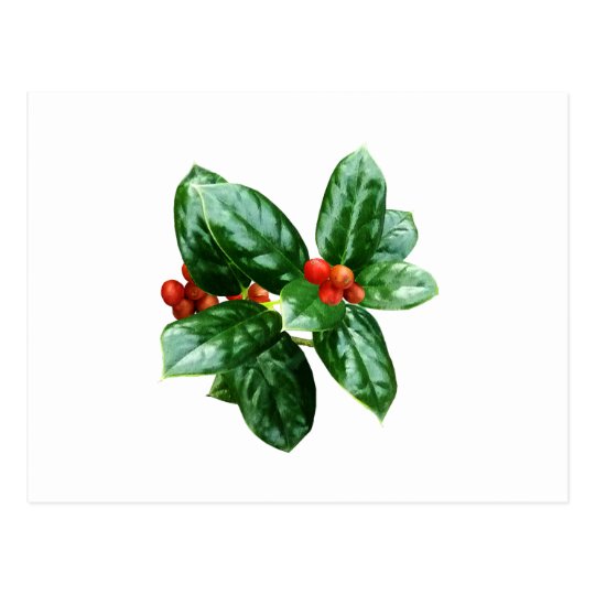 Holly With Berries Postcard