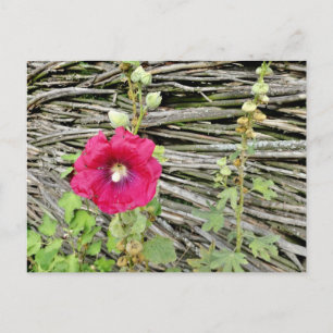 Hollyhock by a traditional Ukrainian fencing Postcard