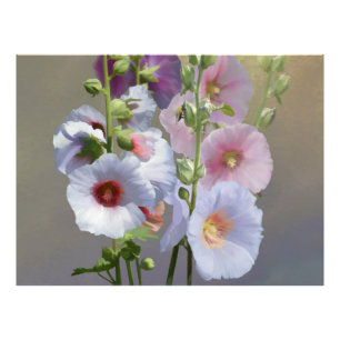 Hollyhock Grouping Photo Print