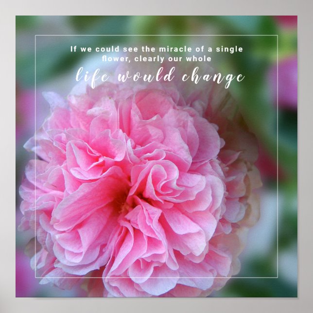 Hollyhock Pink Flower Photo Quote Poster (Front)