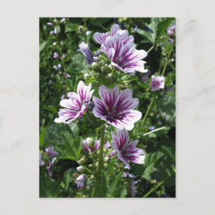 Hollyhock Postcard
