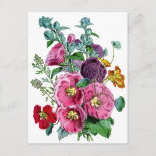 Hollyhocks Botanical Illustration Postcard