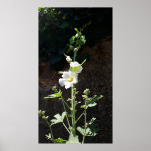 Hollyhocks flower , Alcea Alba Poster