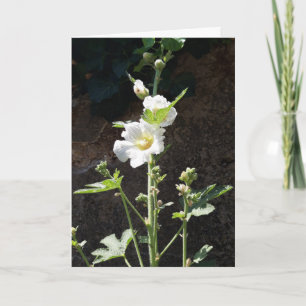 Hollyhocks flower card