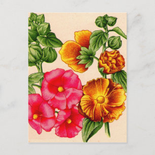 hollyhocks in pink and yellow postcard