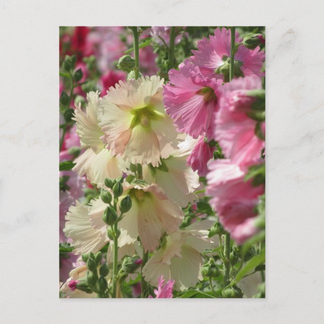 Hollyhocks: Japan Postcard (Front)