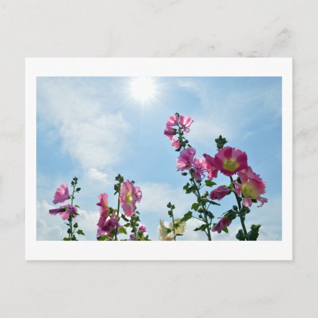 Hollyhocks: Japan Postcard (Front)