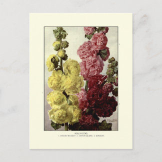 Hollyhocks Postcard