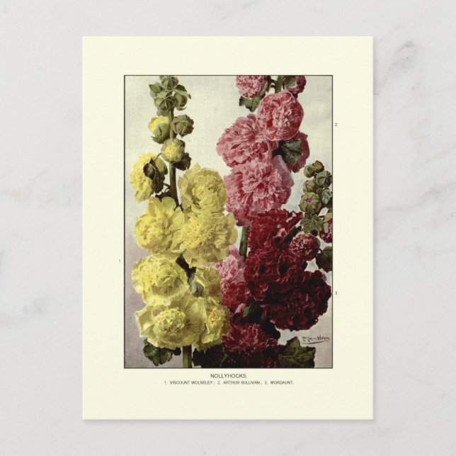 Hollyhocks Postcard (Front)