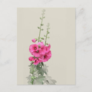 Hollyhocks Postcard