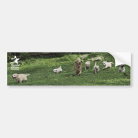 Holly's Half Dozen romp bumper sticker