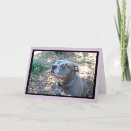 Hollywood Pitbull Valentine's Day Card