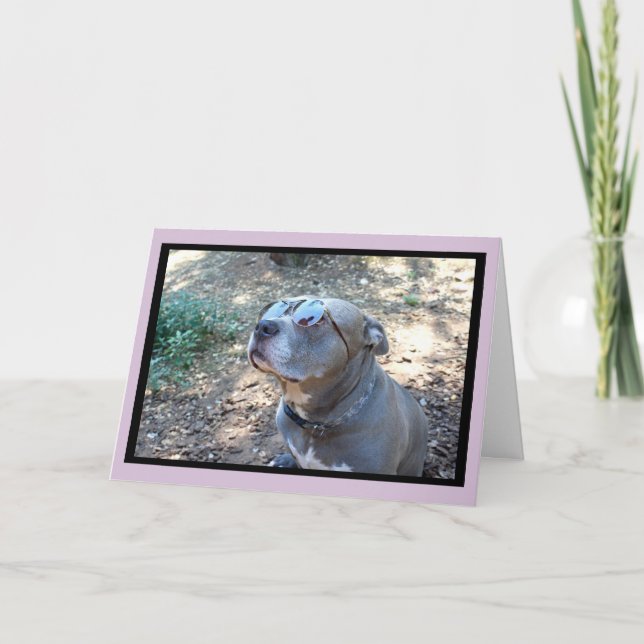 Hollywood Pitbull Valentine's Day Card (Front)