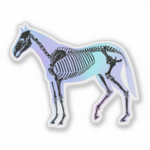 Holographic Horse Skeleton Equine Anatomy Vet Tech