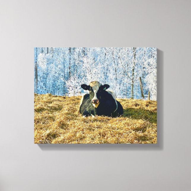 Holstein Calf on Frosty Alberta Morning Canvas Print (Front)