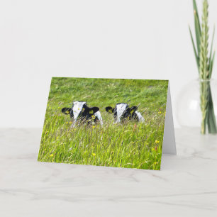 Holstein calves Card