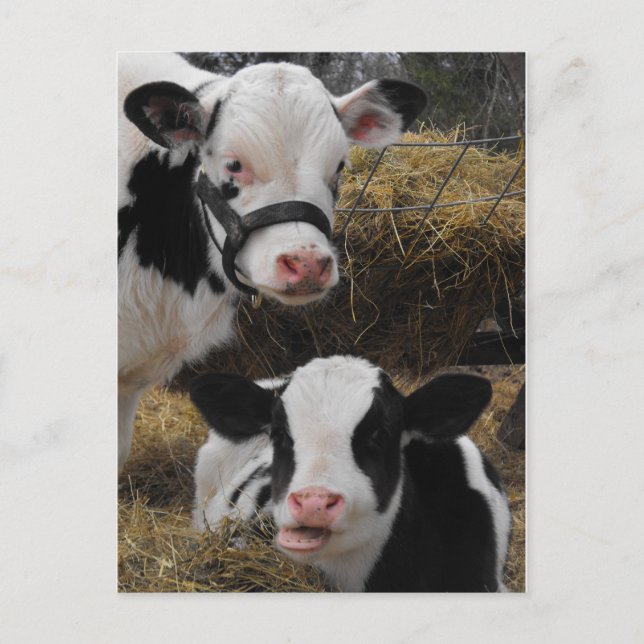 Holstein Calves Postcard (Front)