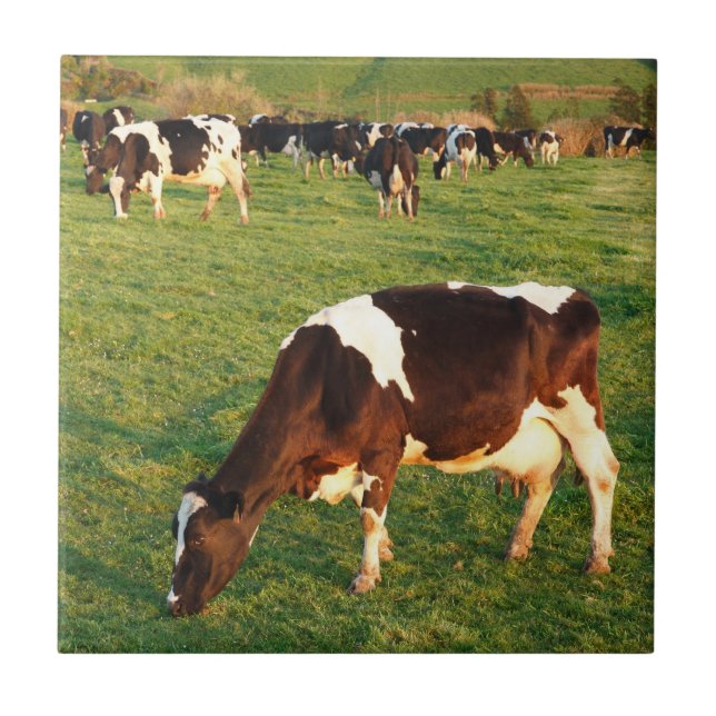 Holstein cattle tile (Front)