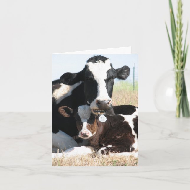 Holstein cow and calf card (Front)