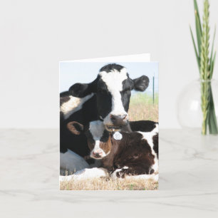 Holstein cow and calf card