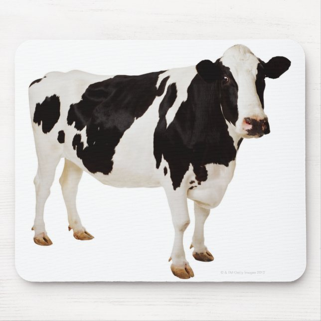 Holstein cow (Bos taurus) Mouse Mat (Front)