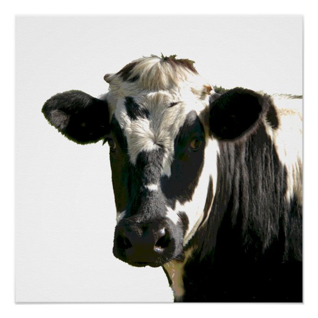 Holstein Cow Farm Animal Dairy Black & White Poster (Front)