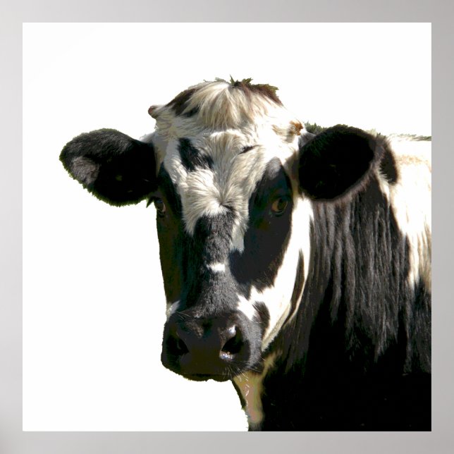 Holstein Cow Farm Animal Dairy Black & White Poster (Front)