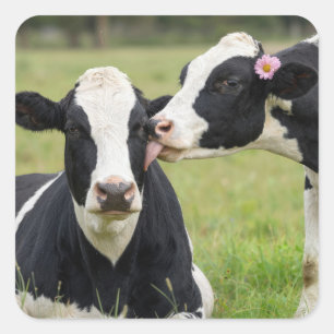 Holstein Cow Kiss in Farm Pasture Square Sticker