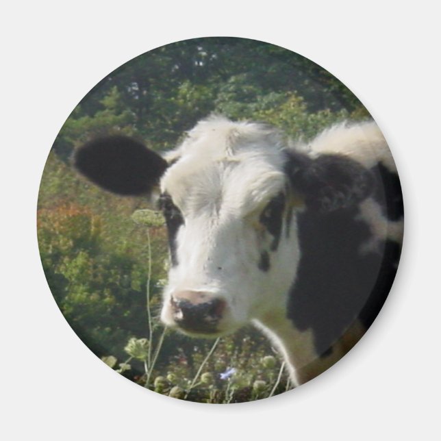 Holstein Cow Magnet (Front)