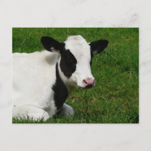 Holstein Cow on Grass Postcard