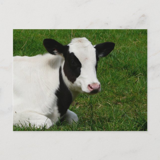 Holstein Cow on Grass Postcard (Front)