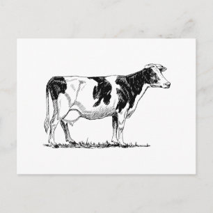 Holstein Cow Postcard