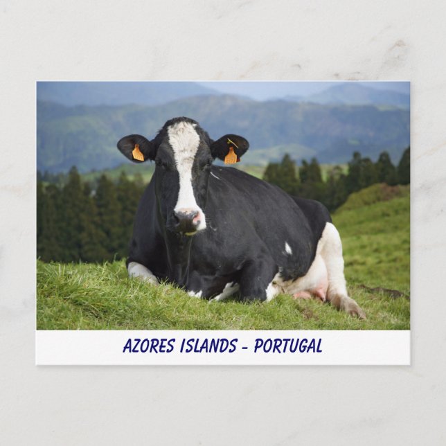 Holstein cow postcard (Front)