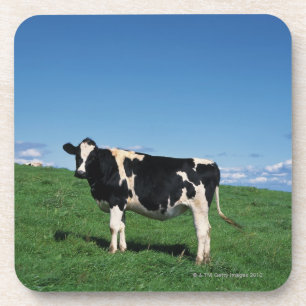 Holstein cow standing in field, Bekkai-Machi, Coaster