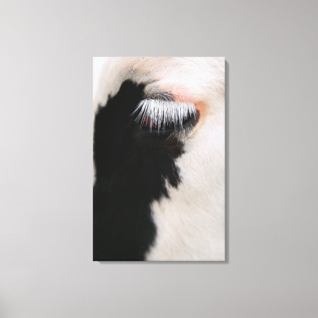 Holstein cow's face, close-up of eye canvas print (Front)