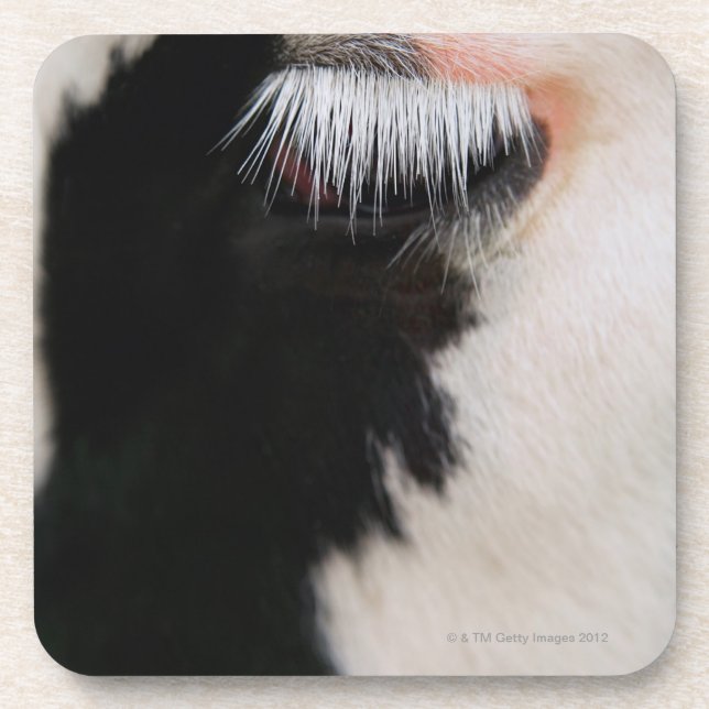 Holstein cow's face, close-up of eye coaster (Front)
