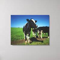 Holstein cows in a field